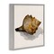 Stupell Industries Conch Shell on Beige Framed Giclee Wall Art Design by Jacob Q